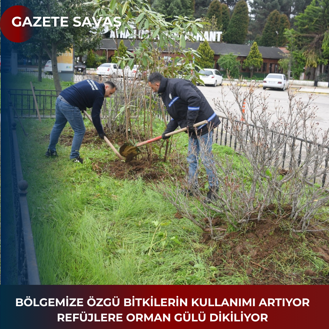 BÖLGEMİZE ÖZGÜ BİTKİLERİN KULLANIMI ARTIYOR  REFÜJLERE ORMAN GÜLÜ DİKİLİYOR