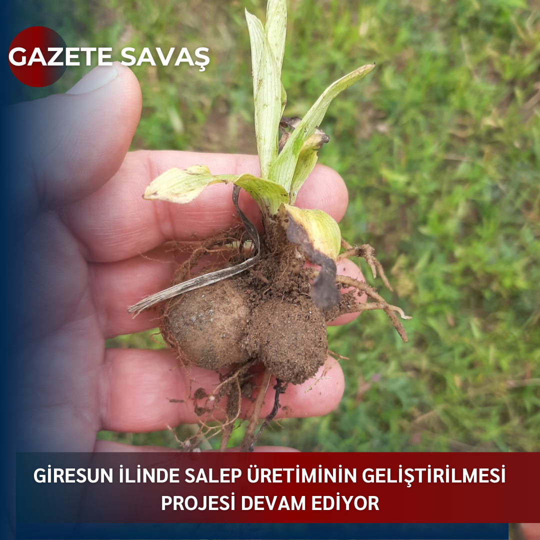 GİRESUN İLİNDE SALEP ÜRETİMİNİN GELİŞTİRİLMESİ PROJESİ DEVAM EDİYOR