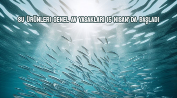 DENİZLERDE GENEL AV YASAKLARI 15 NİSAN’da BAŞLIYOR