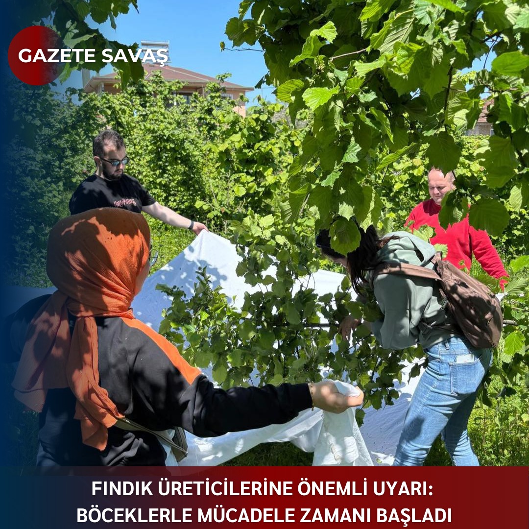 FINDIK ÜRETİCİLERİNE ÖNEMLİ UYARI: BÖCEKLERLE MÜCADELE ZAMANI BAŞLADI