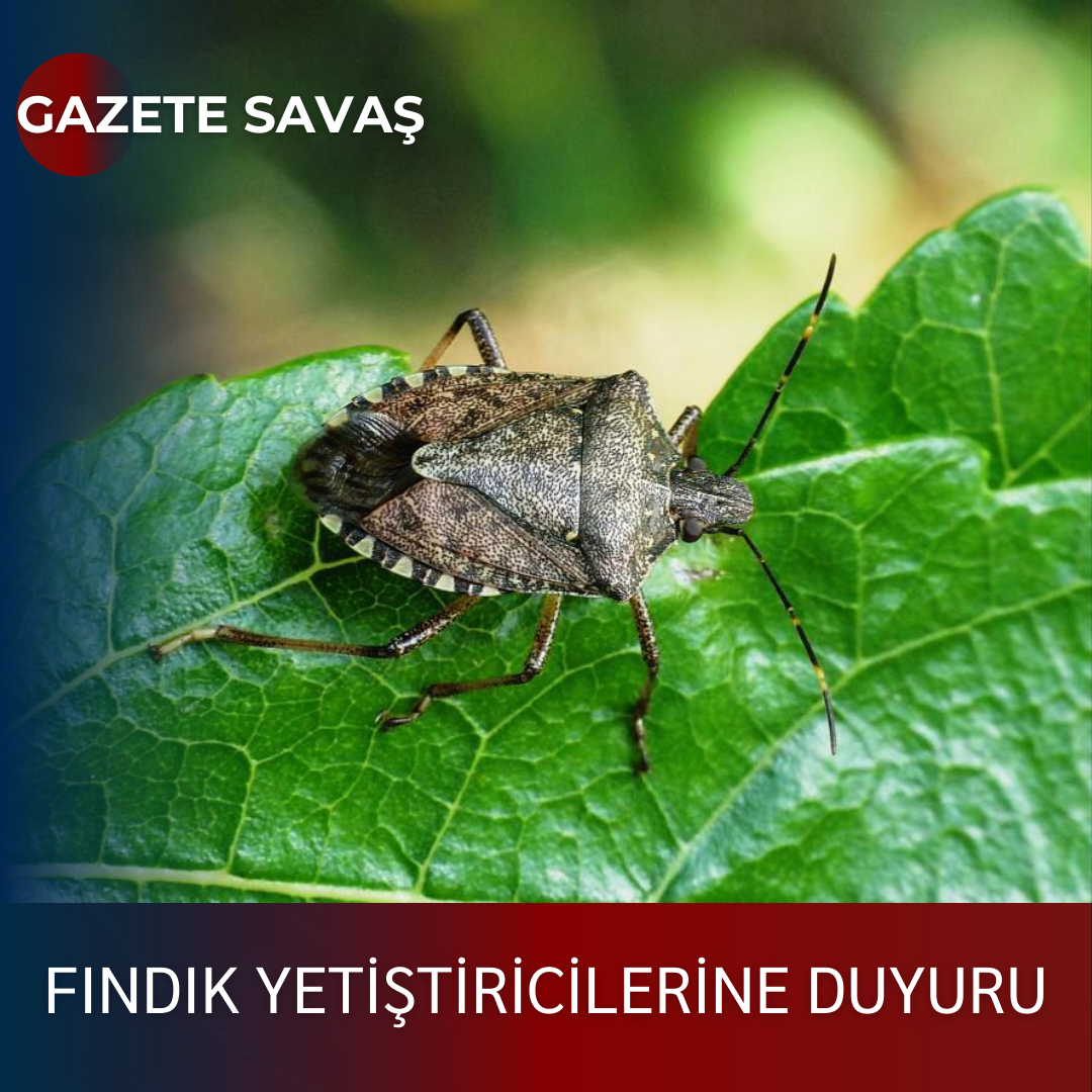 FINDIK YETİŞTİRİCİLERİNE DUYURU