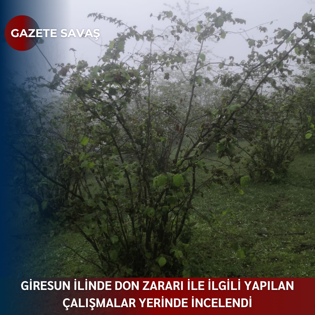 GİRESUN İLİNDE DON ZARARI İLE İLGİLİ YAPILAN ÇALIŞMALAR YERİNDE İNCELENDİ