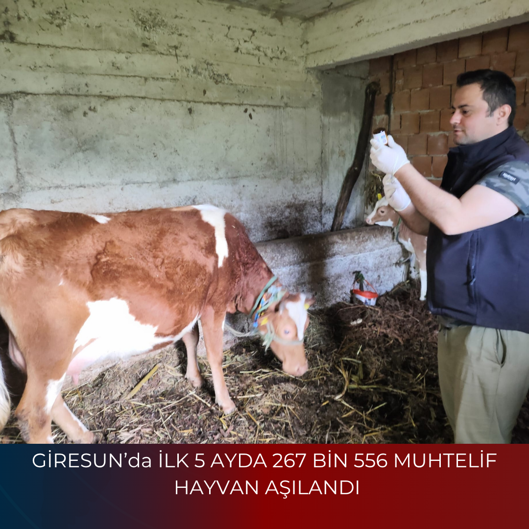 GİRESUN’da İLK 5 AYDA 267 BİN 556 MUHTELİF HAYVAN AŞILANDI