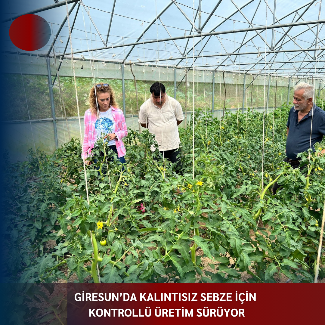 GİRESUN’DA KALINTISIZ SEBZE İÇİN KONTROLLÜ ÜRETİM SÜRÜYOR