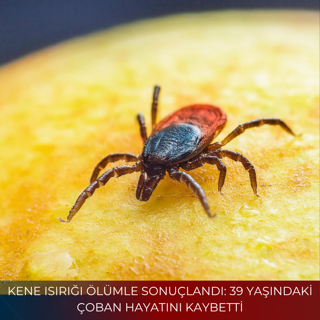 KENE ISIRIĞI ÖLÜMLE SONUÇLANDI: 39 YAŞINDAKİ ÇOBAN HAYATINI KAYBETTİ