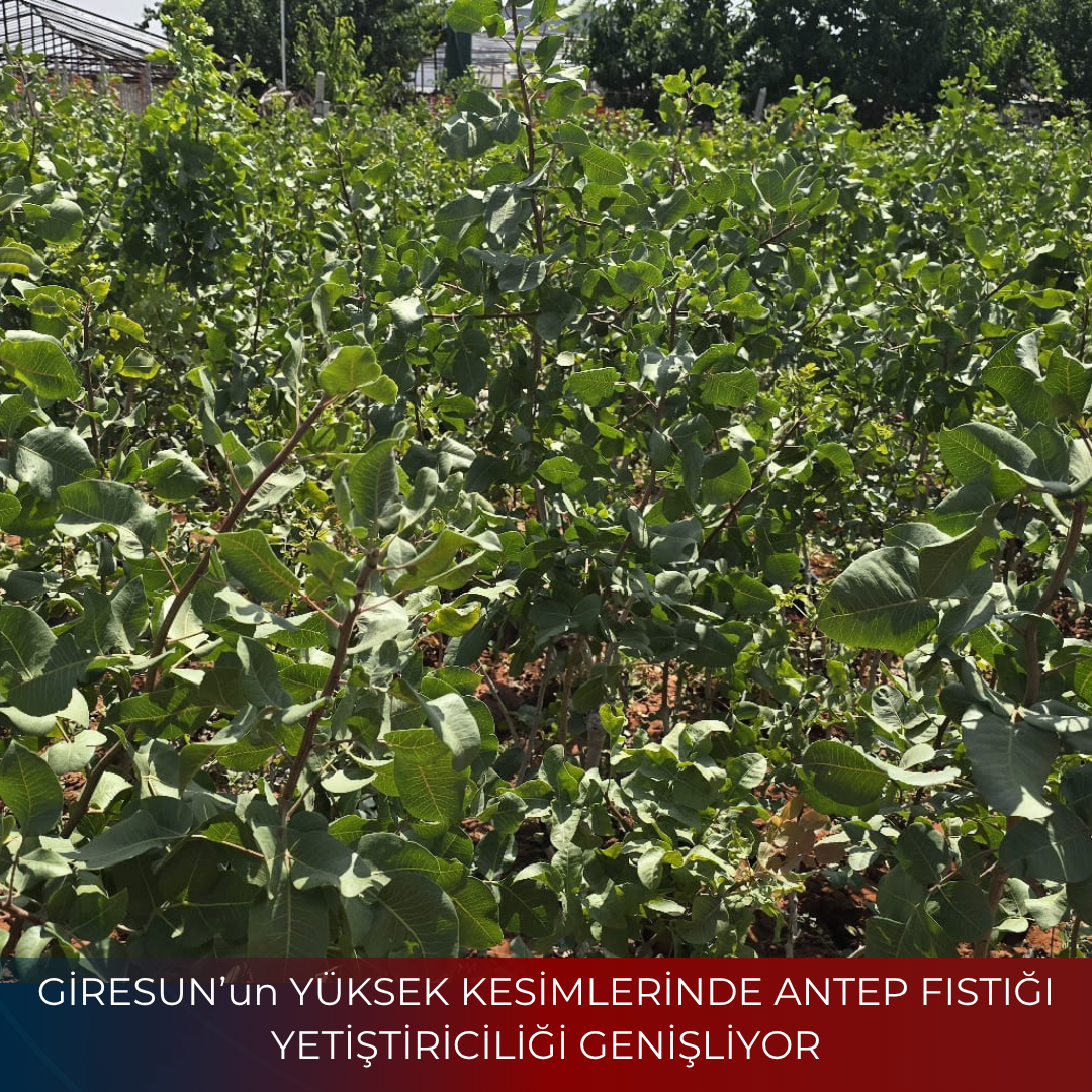 GİRESUN’un YÜKSEK KESİMLERİNDE ANTEP FISTIĞI YETİŞTİRİCİLİĞİ GENİŞLİYOR