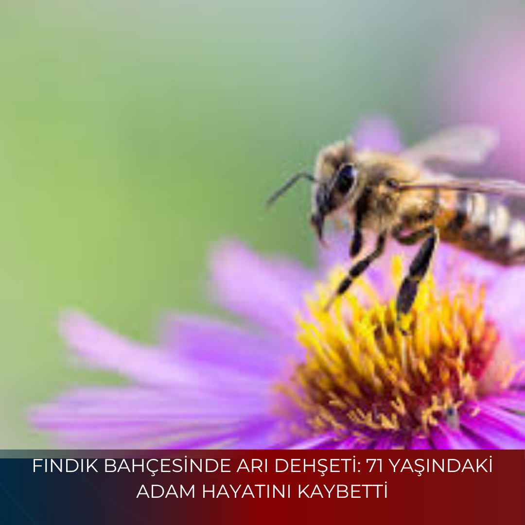 FINDIK BAHÇESİNDE ARI DEHŞETİ: 71 YAŞINDAKİ ADAM HAYATINI KAYBETTİ