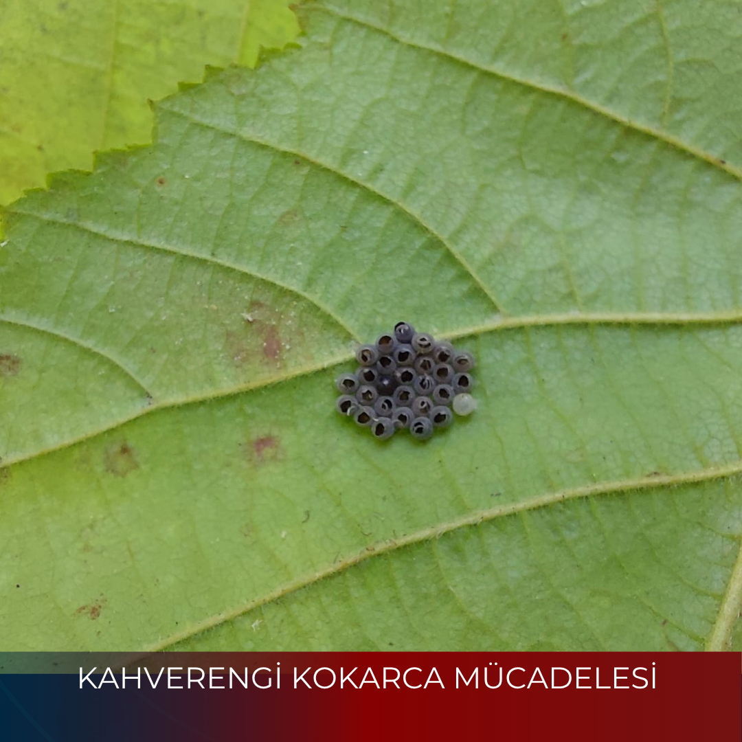 KAHVERENGİ KOKARCA MÜCADELESİ