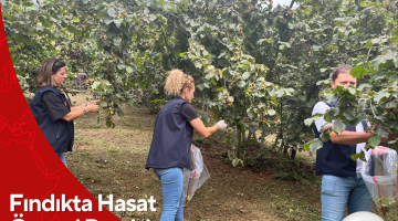 Fındıkta Hasat Öncesi Pestisit Kontrolleri Yapılıyor