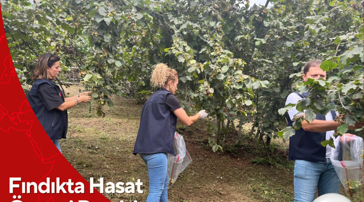 Fındıkta Hasat Öncesi Pestisit Kontrolleri Yapılıyor