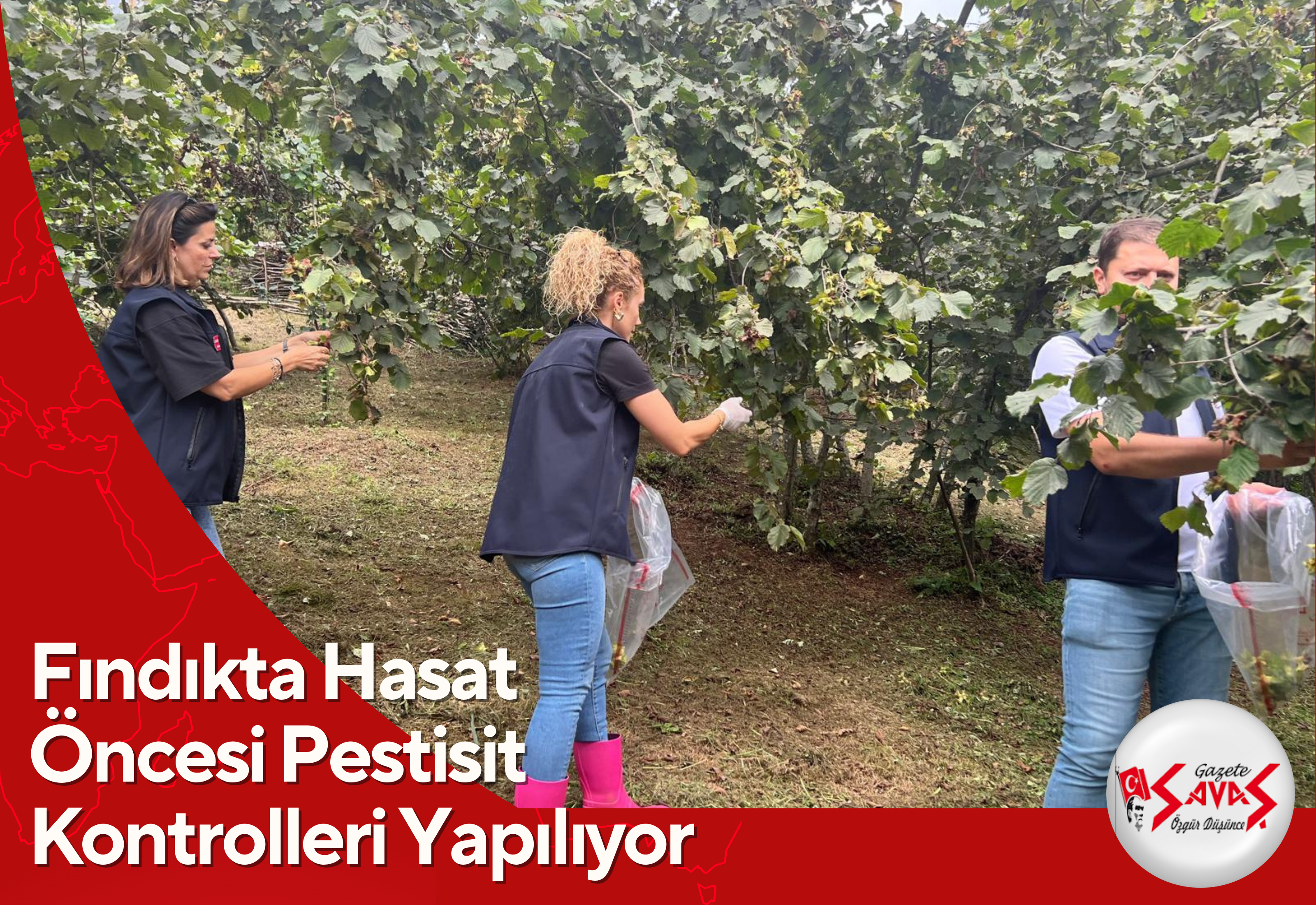 Fındıkta Hasat Öncesi Pestisit Kontrolleri Yapılıyor