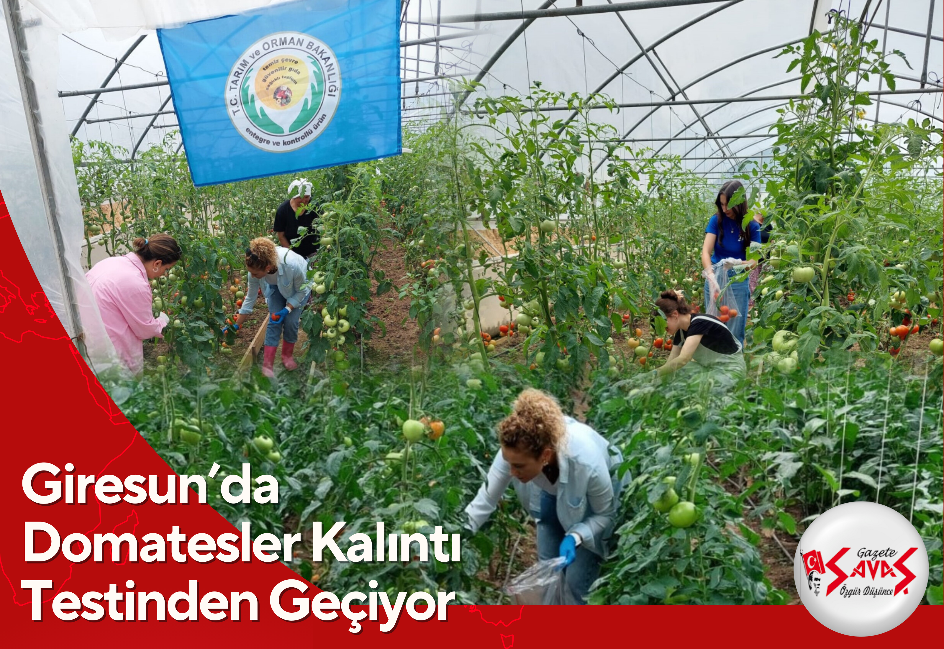 Giresun’da Domatesler Kalıntı Testinden Geçiyor