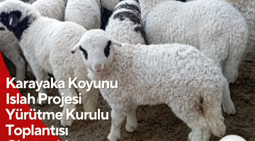 Karayaka Koyunu Islah Projesi Yürütme Kurulu Toplantısı Giresun’da Gerçekleştirildi