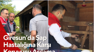 Giresun’da Şap Hastalığına Karşı Koruyucu Aşılama Başladı