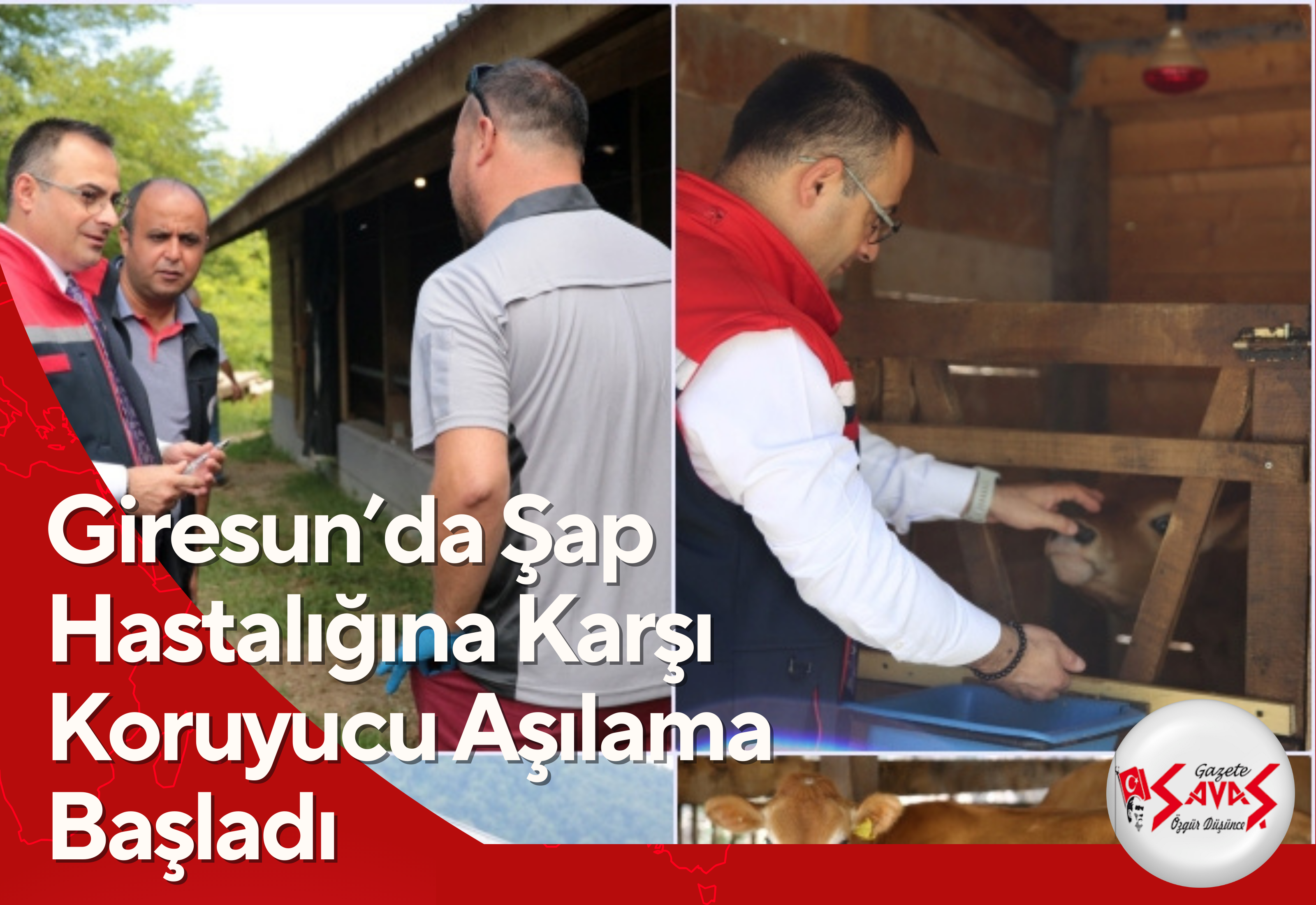 Giresun’da Şap Hastalığına Karşı Koruyucu Aşılama Başladı