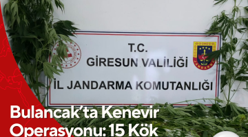 Bulancak’ta Kenevir Operasyonu: 15 Kök Kenevir Ele Geçirildi!