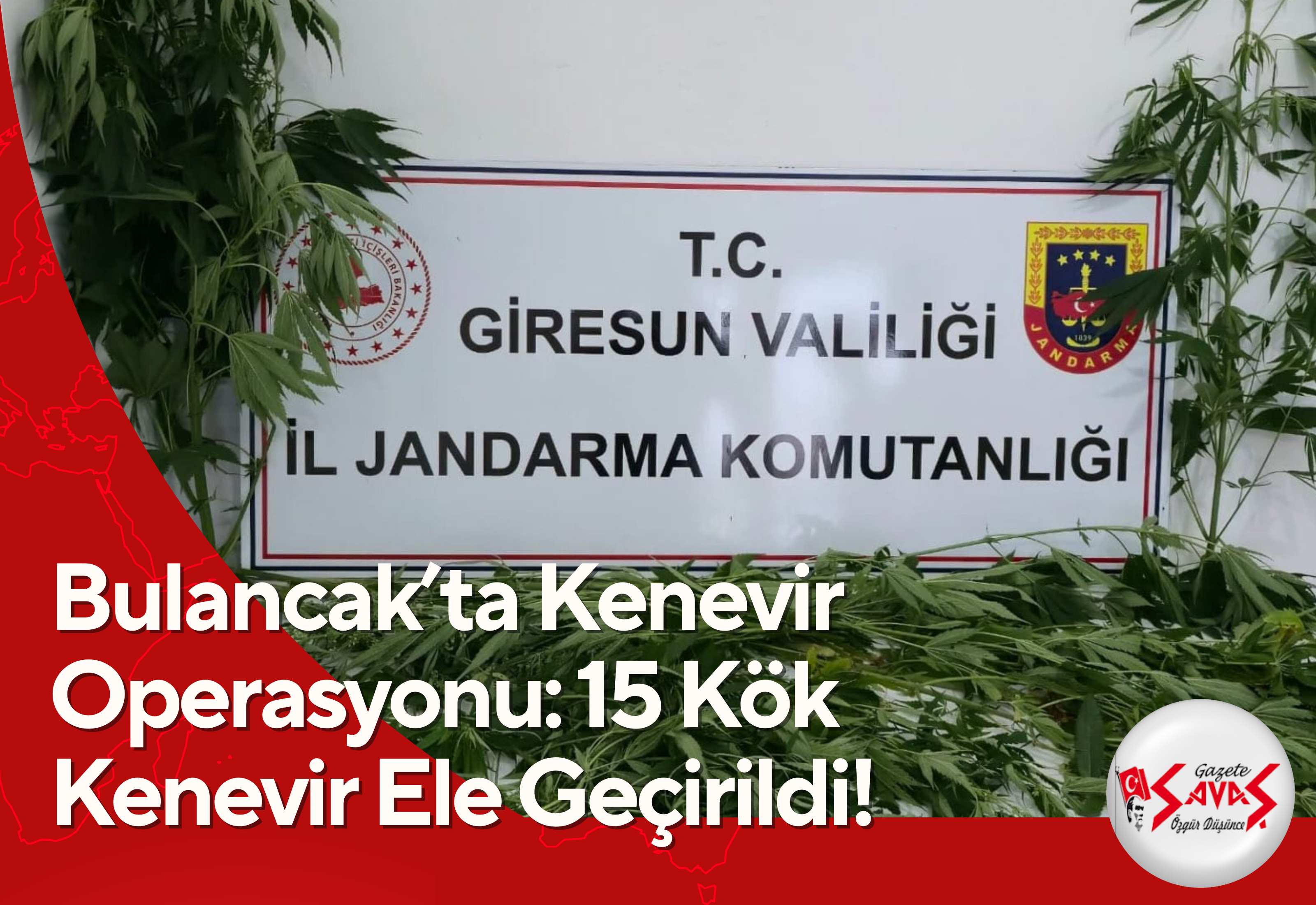 Bulancak’ta Kenevir Operasyonu: 15 Kök Kenevir Ele Geçirildi!