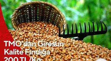 TMO’dan Giresun Kalite Fındığa 200 TL/Kg Taban Fiyatı!