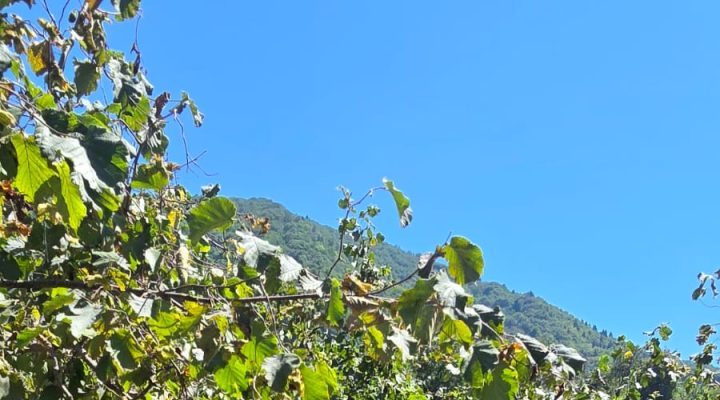 DERELİ’DE FINDIK HASADI BAŞLADI