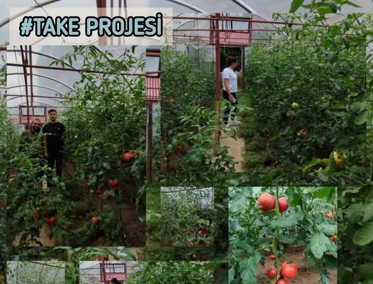 Yağlıdere’de %75 Hibeli Domates Üretimi Başladı