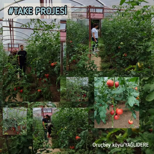 Yağlıdere’de %75 Hibeli Domates Üretimi Başladı