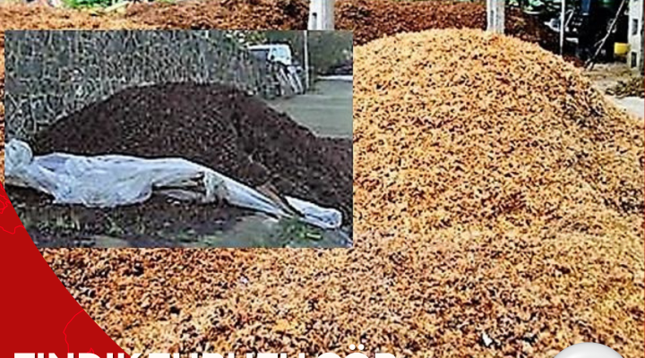 FINDIK ZURUFU ÇÖP DEĞİL, DOĞAL GÜBRE