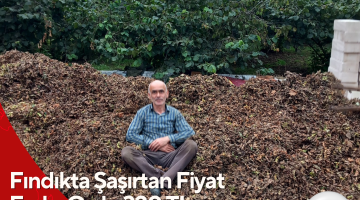 Fındıkta Şaşırtan Fiyat Farkı: Ordu 320 TL, Giresun 310 TL