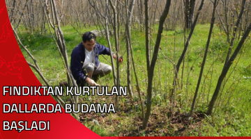 FINDIKTAN KURTULAN DALLARDA BUDAMA BAŞLADI