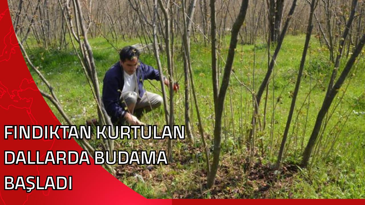 FINDIKTAN KURTULAN DALLARDA BUDAMA BAŞLADI