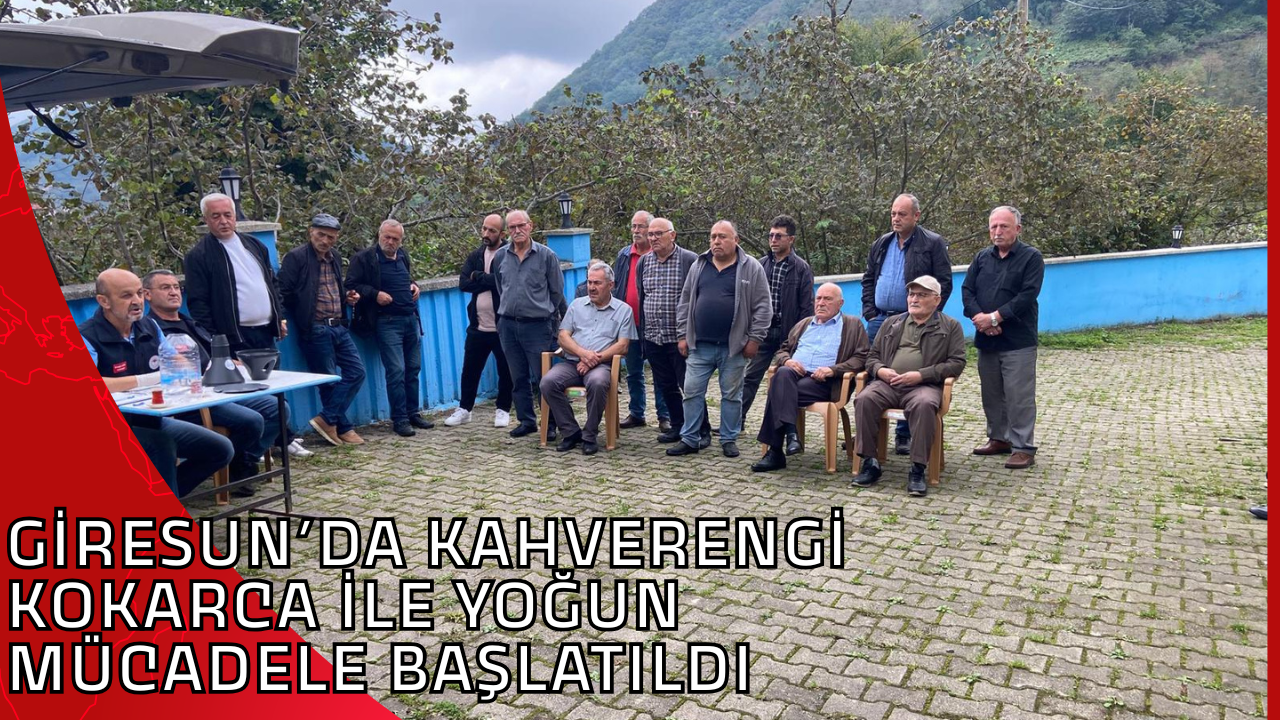 GİRESUN’DA KAHVERENGİ KOKARCA İLE YOĞUN MÜCADELE BAŞLATILDI