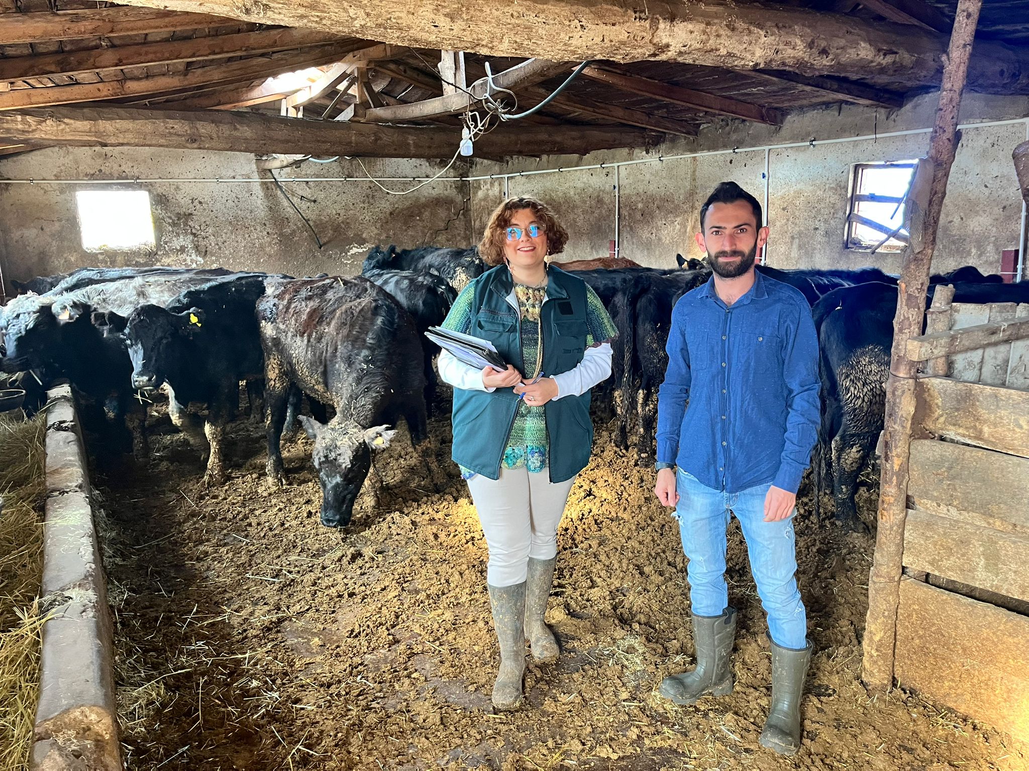 GİRESUN HAYVANCILIĞINA BÜYÜK DESTEK: İTHAL ANGUS IRKI GEBE DÜVELER TESLİM EDİLDİGİRESUN HAYVANCILIĞINA BÜYÜK DESTEK: İTHAL ANGUS IRKI GEBE DÜVELER TESLİM EDİLDİ