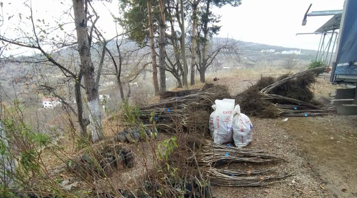 GİRESUN’DA KABUKLU MEYVE YETİŞTİRİCİLİĞİNİN GELİŞTİRİLMESİ PROJESİ UYGULANIYOR