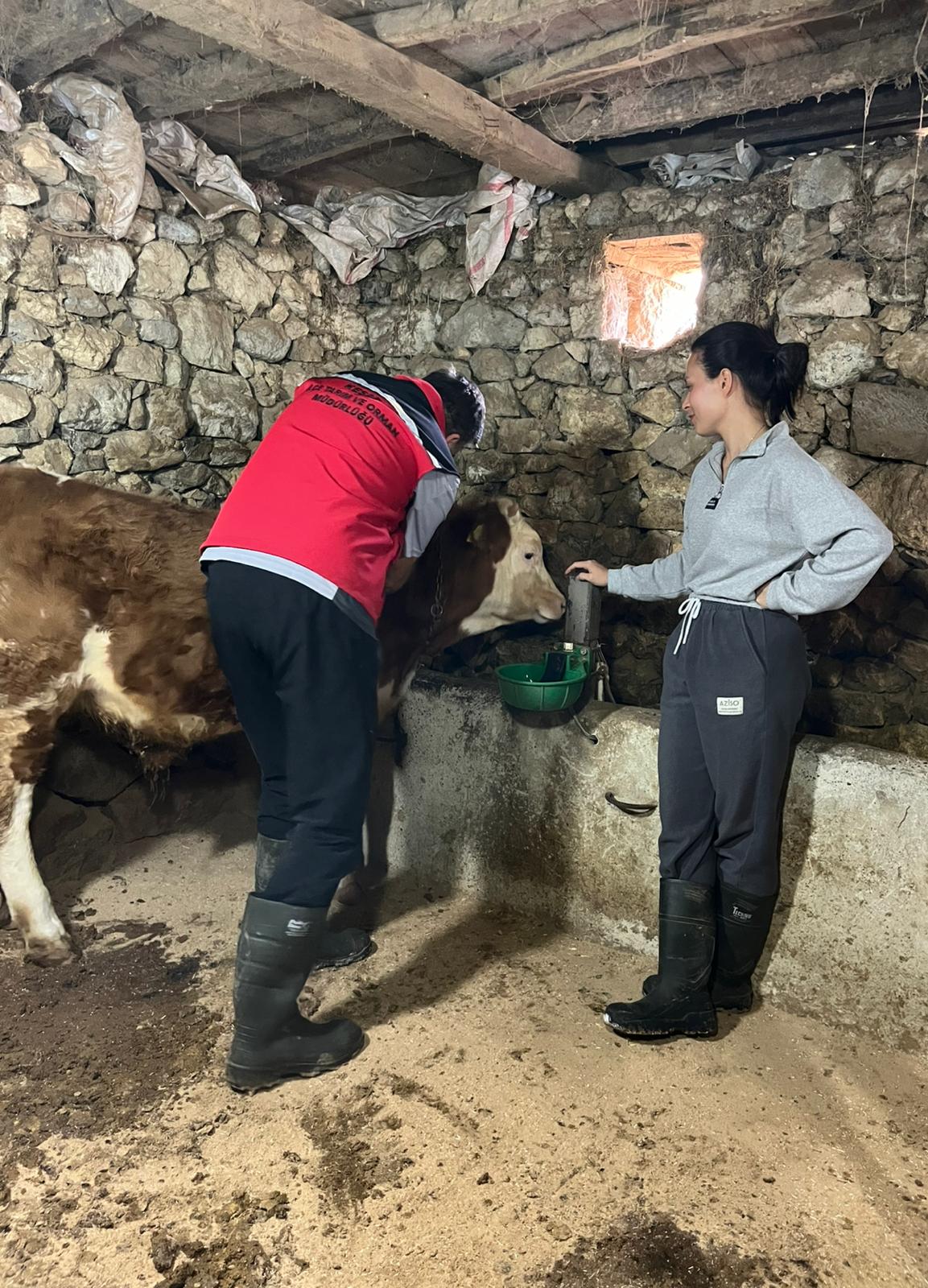 GİRESUN’DA ŞAP AŞILAMA KAMPANYASI BAŞARIYLA TAMAMLANDI: 118 BİN BÜYÜKBAŞ KORUMA ALTINDA