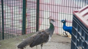 GİRESUN BELEDİYESİ HAYVANAT BAHÇESİ’NİN KAPISI HERKESE AÇIK