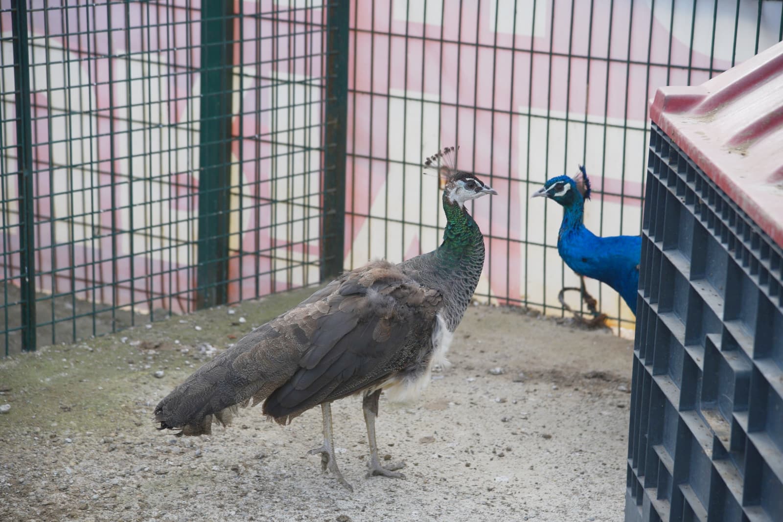 GİRESUN BELEDİYESİ HAYVANAT BAHÇESİ’NİN KAPISI HERKESE AÇIK