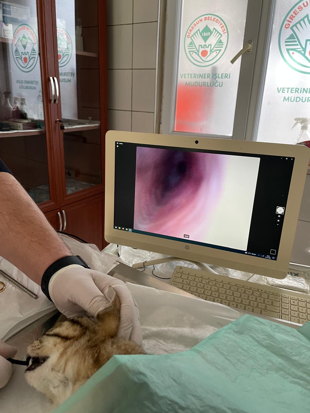 GİRESUN BELEDİYESİ’NDEN SOKAK HAYVANLARI İÇİN SAĞLIK YATIRIMI